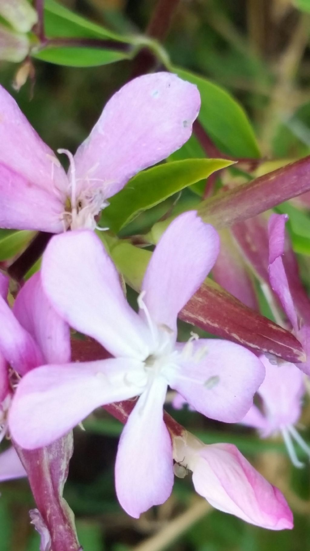 Saponaria officinalis  (Caryophyllaceae)